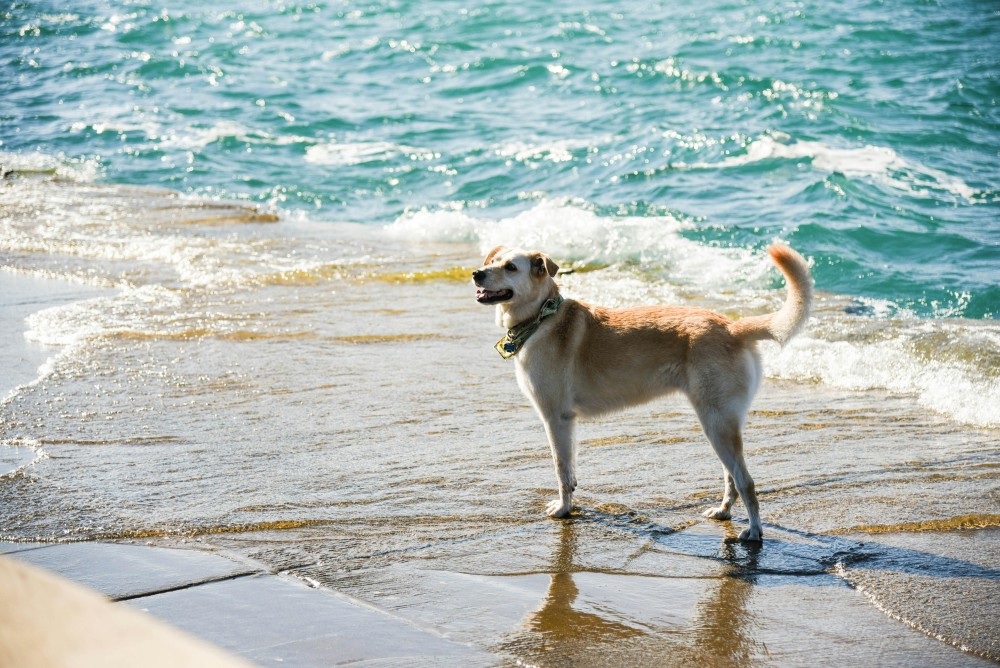 Map Reveals Dog-friendly Beach Locations around the Country post's picture