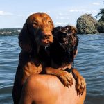 Over 20 Dog-Friendly Beaches to Welcome Pet Owners this Summer