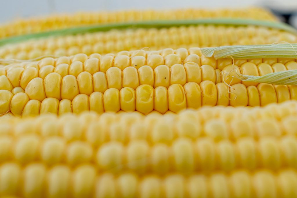 Booming Sweet Corn Season is Ahead with Stable Supply for Markets and Industry post's picture