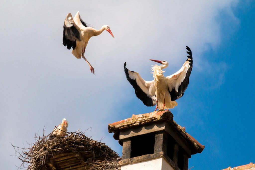 Record Number of White Stork Chicks in Békés County this Year post's picture