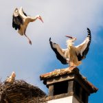 Over 3,000 Nesting Sites Await Storks Arriving in Spring