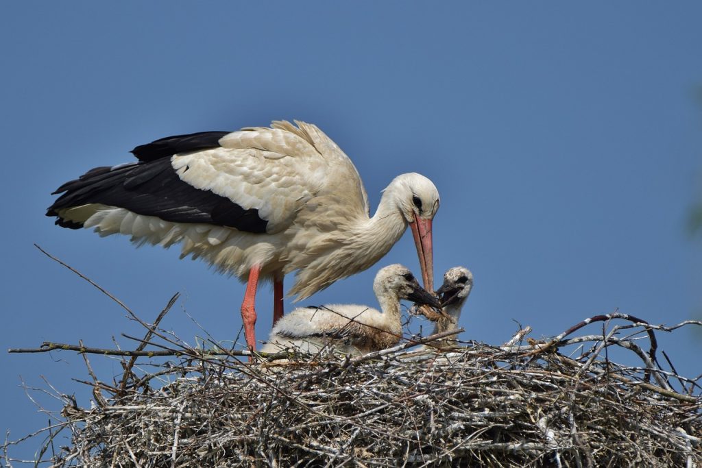 White Stork Population Finally Stabilizes after Previous Decline post's picture