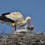 White Stork Population Finally Stabilizes after Previous Decline