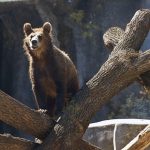 Zoo Celebrates 158 Years with Introduction of New Brown Bears