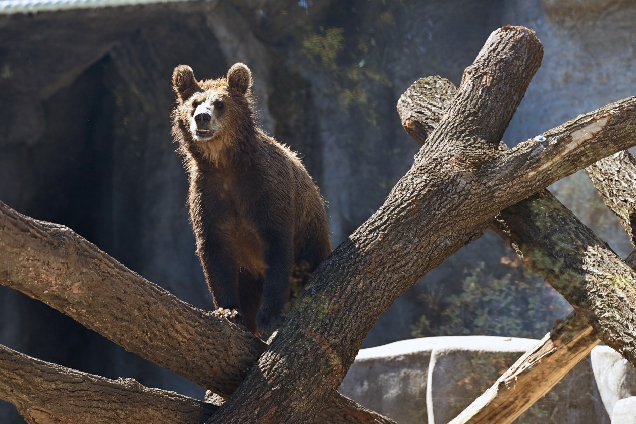 Zoo Celebrates 158 Years with Introduction of New Brown Bears