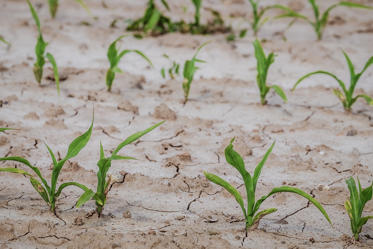 Maize and Sunflowers Struggle Amid Severe Water Deficit