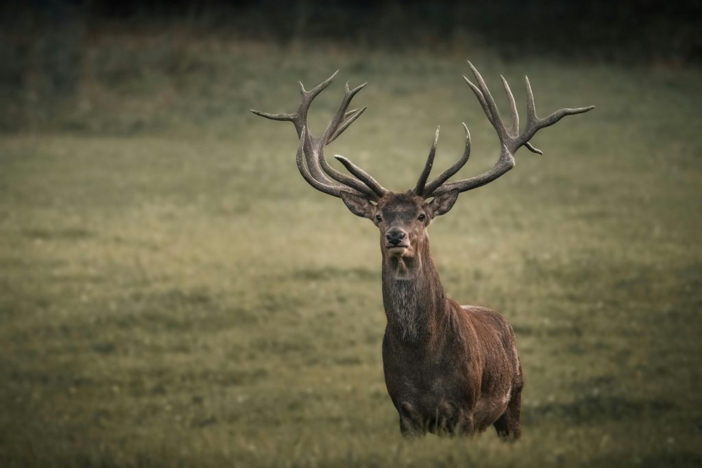 Belling of Red Deer up Close: a Special Listening Tour in Gemenc post's picture