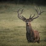 Belling of Red Deer up Close: a Special Listening Tour in Gemenc