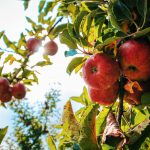 Higher Prices and Earlier Start of Apple Harvest Make Imports Necessary