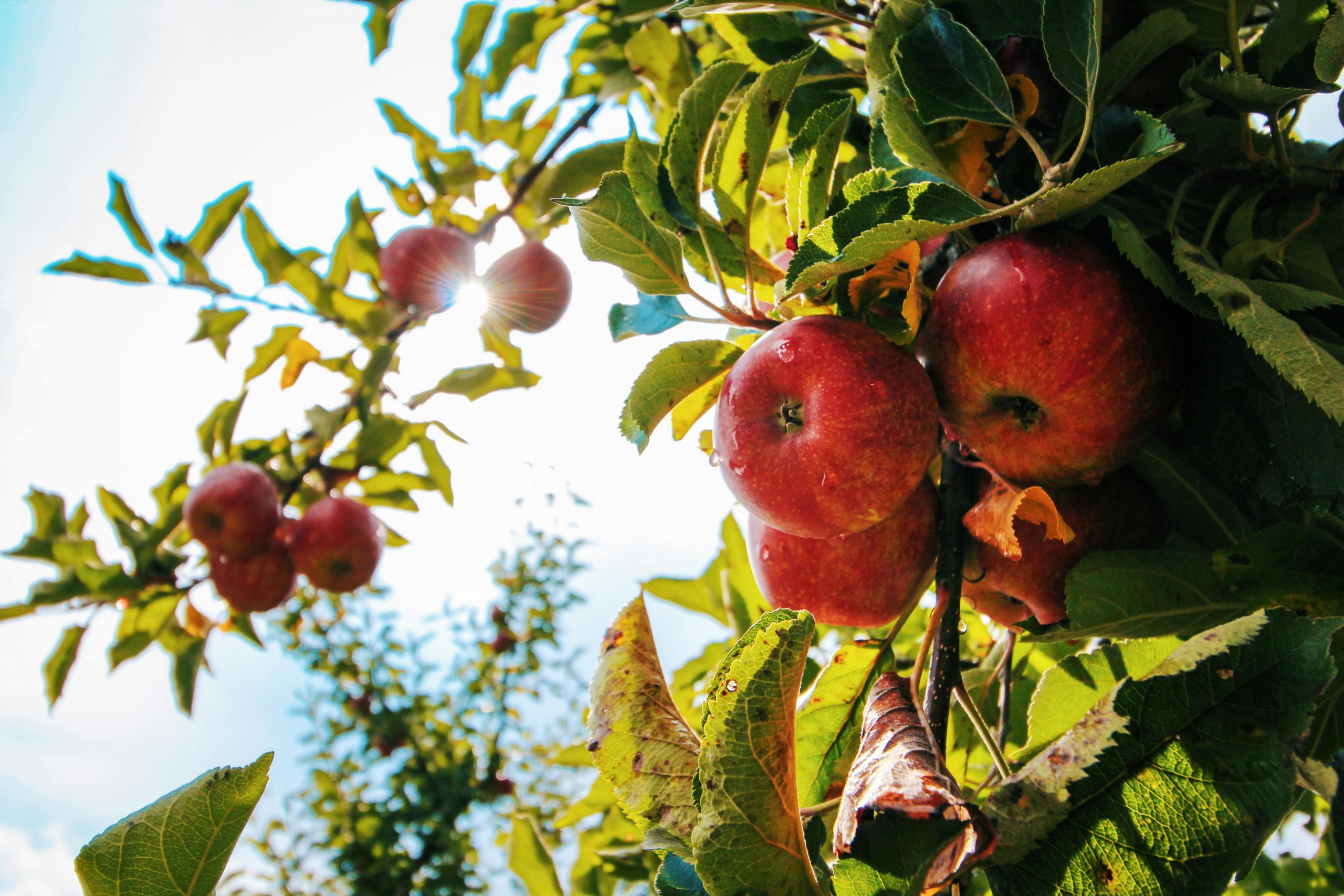 Higher Prices and Earlier Start of Apple Harvest Make Imports Necessary