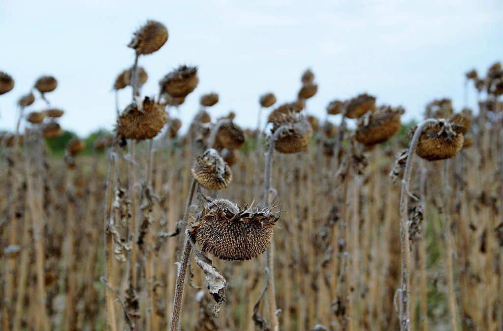 The Size of Drought-stricken Areas Is Increasing post's picture