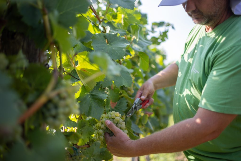 Good Vintage Expected despite the Early Harvest post's picture