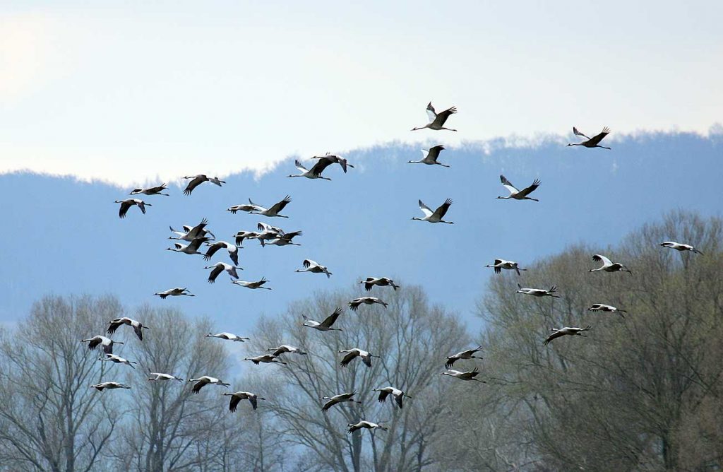 Magnificent Cranes Flock to the Hortobágy Plains post's picture