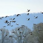 Magnificent Cranes Flock to the Hortobágy Plains