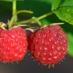 Climate Change Completely Transforms Domestic Fruit Production