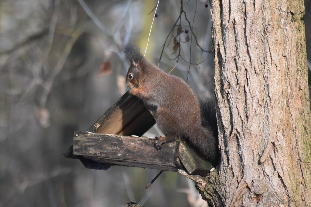 Forests’ Week Celebrates Natural Heritage with Over 100 Free Programs post's picture