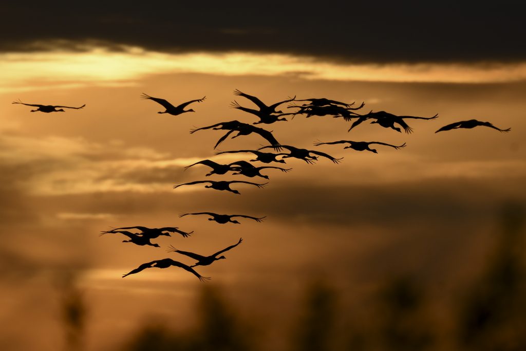 Autumn Migration of Cranes Captured in Breathtaking Photos post's picture