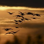 Autumn Migration of Cranes Captured in Breathtaking Photos