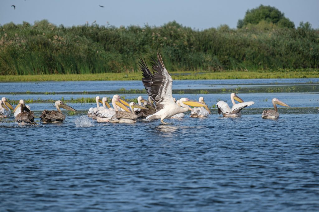 Deep-freezing DNA to Protect Biodiversity in Partnership with Slovakia post's picture