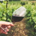 Targeted Support of the Wine Sector Reflected in Improved Quality