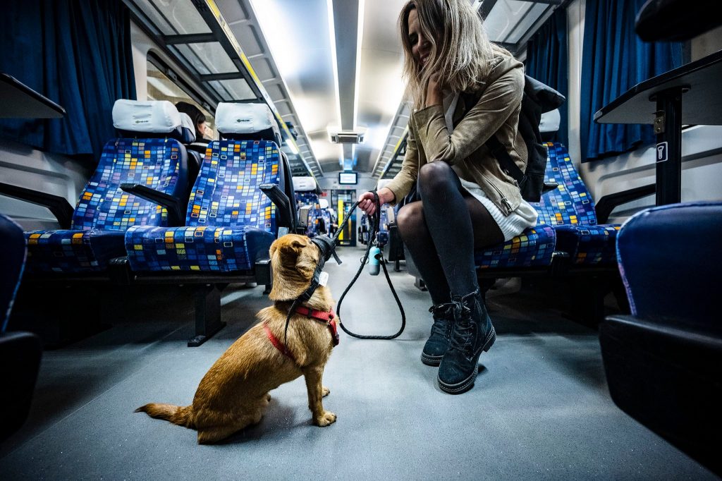 Bicycle and Dog Transport to Be Free of Charge on Trains in Budapest post's picture