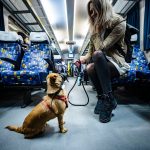 Bicycle and Dog Transport to Be Free of Charge on Trains in Budapest