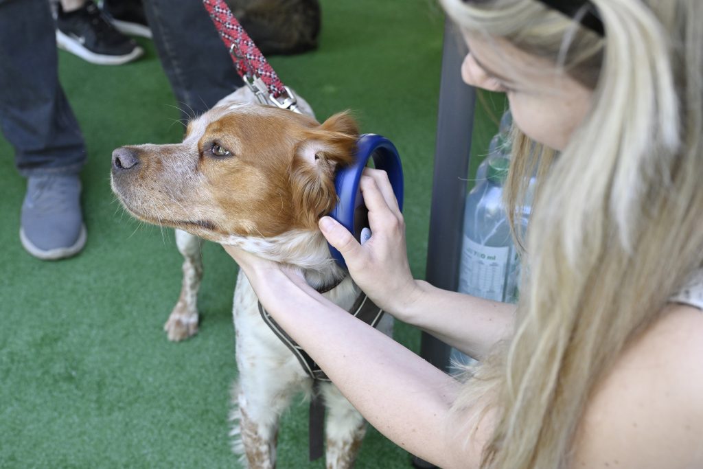 Special Photo Exhibition Promotes the Adoption of Stray Dogs post's picture