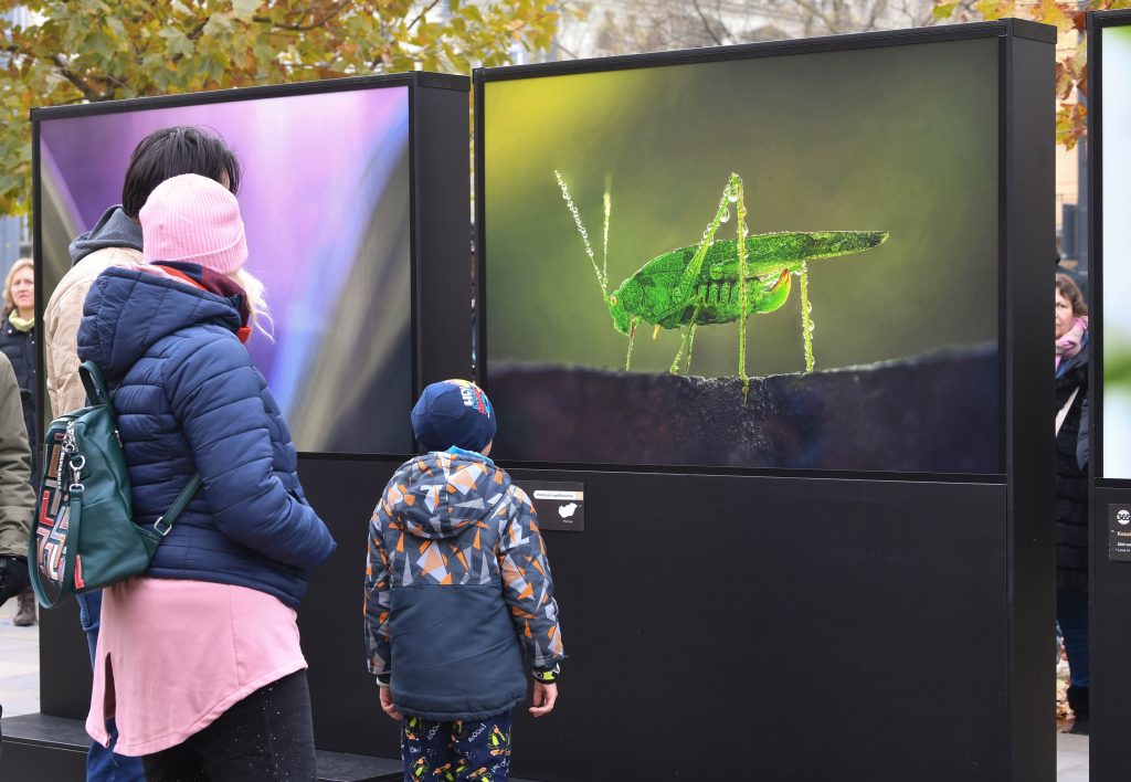 “Outdoor Storybook” on Hungary’s Wildlife Captivates Young and Old Alike post's picture