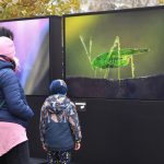 “Outdoor Storybook” on Hungary’s Wildlife Captivates Young and Old Alike