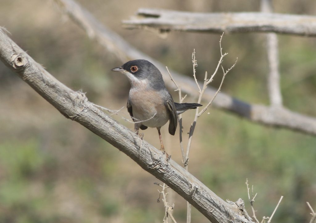 New Bird Species in Hungary’s Fauna post's picture