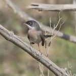 New Bird Species in Hungary’s Fauna