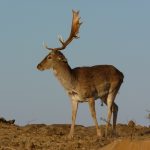 New Fallow Deer Trophy Record Set in Western Hungary