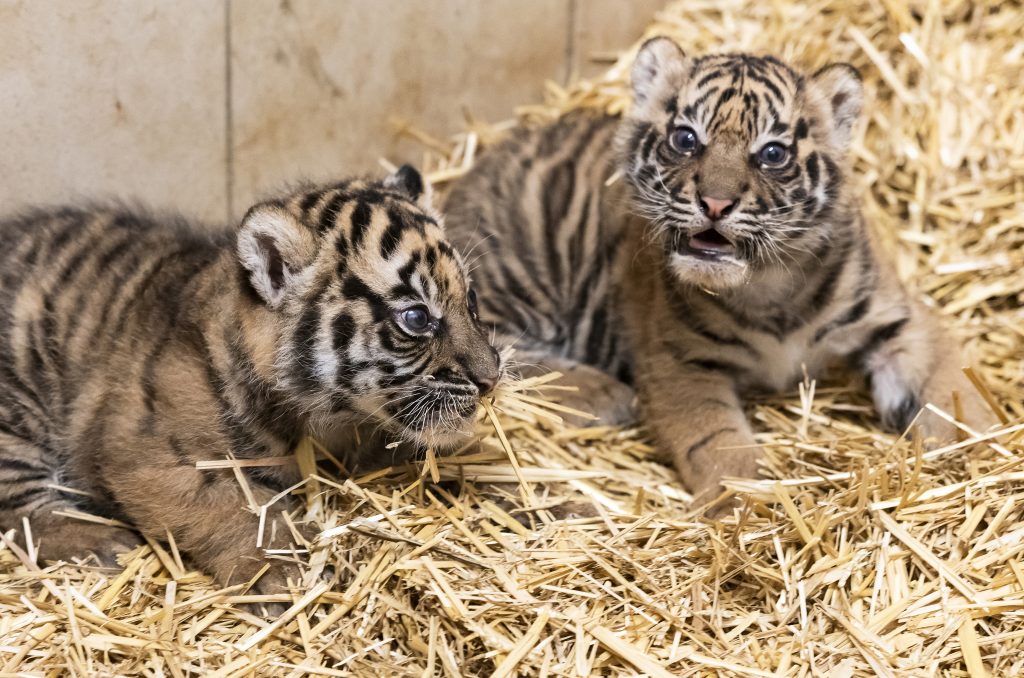 Critically Endangered Tiger Cubs Revealed at Nyíregyháza Zoo