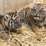 Critically Endangered Tiger Cubs Revealed at Nyíregyháza Zoo