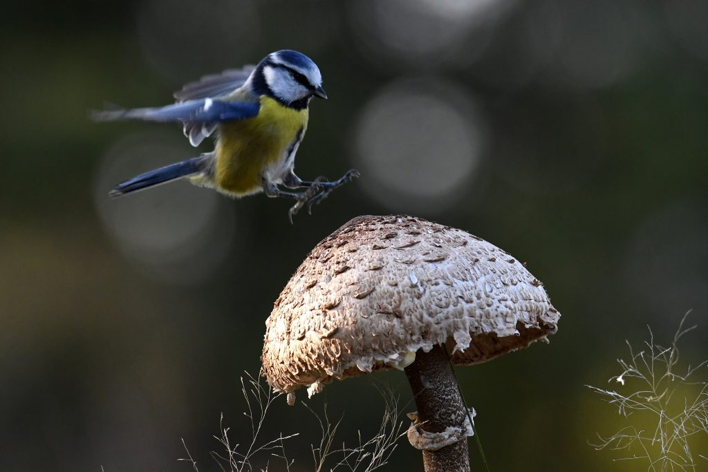 The ‘Great Winter Bird Count’ Commences