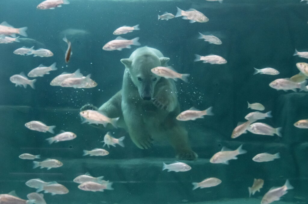 Polar Bear Twins Born in Nyíregyháza Zoo post's picture