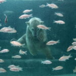 Polar Bear Twins Born in Nyíregyháza Zoo