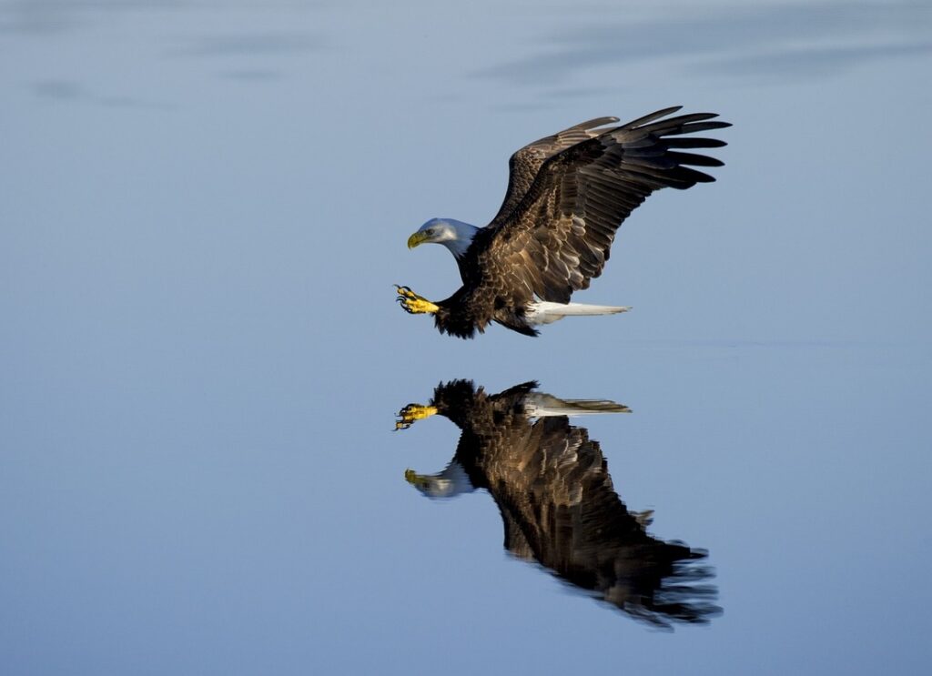 Eagle Census in the Carpathian Basin Completed post's picture