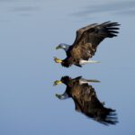 Eagle Census in the Carpathian Basin Completed