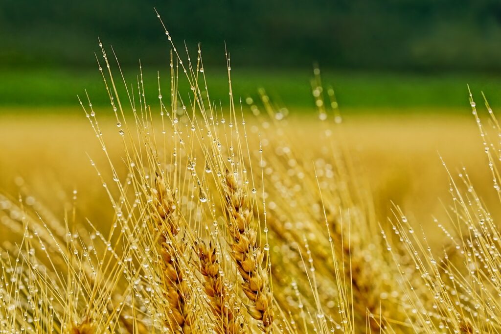 New Gene Editing Method Could Prevent Barley Diseases post's picture