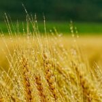 New Gene Editing Method Could Prevent Barley Diseases