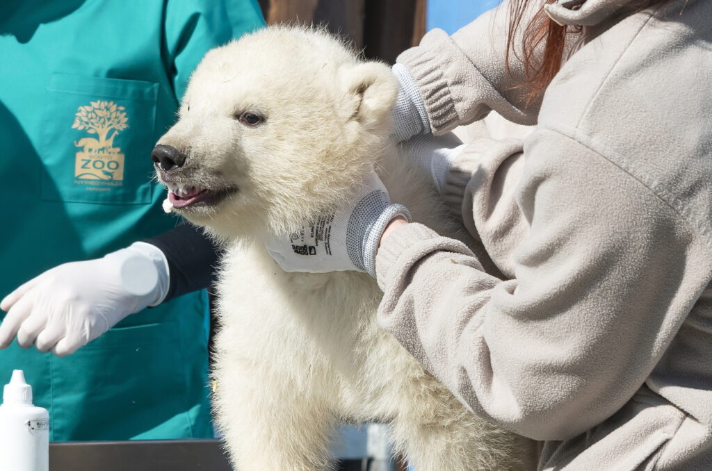 Nyíregyháza Zoo Reveals the Sex of Polar Bear Cubs post's picture