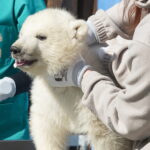 Nyíregyháza Zoo Reveals the Sex of Polar Bear Cubs