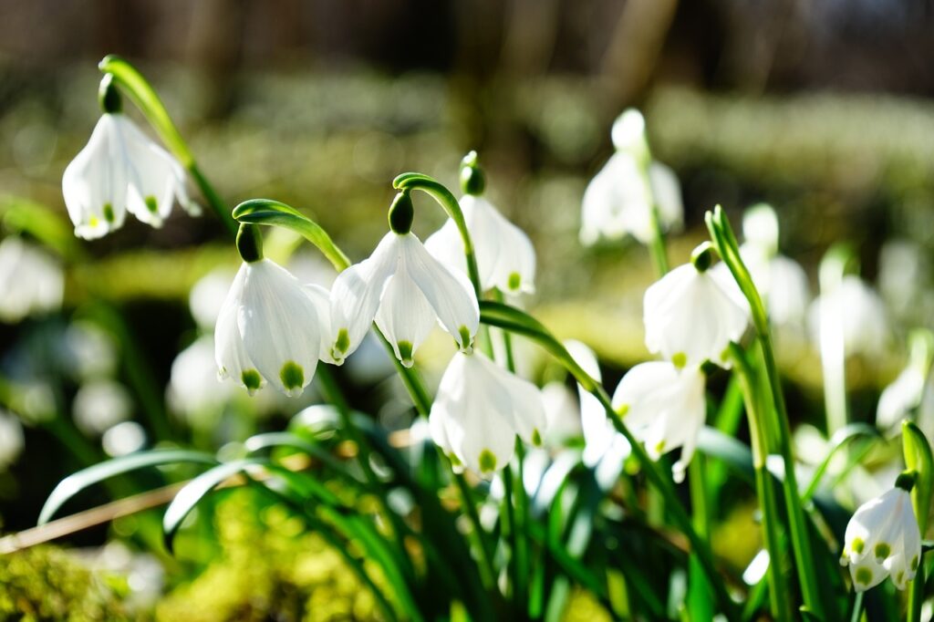 Spring Arrives with Record Heat in Budapest