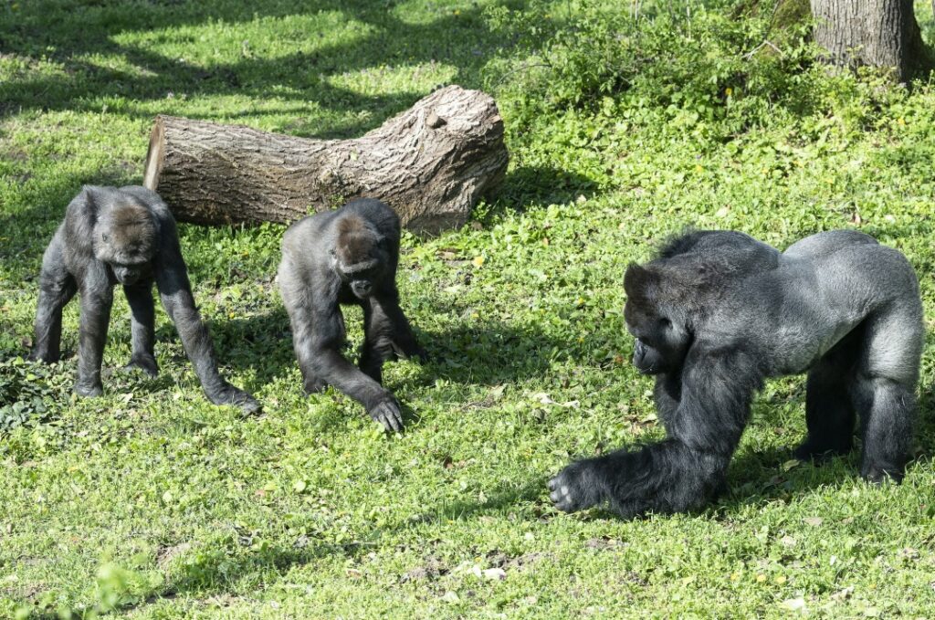 Monkeying Around: Nyíregyháza Zoo Expands with New Gorillas post's picture