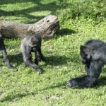 Monkeying Around: Nyíregyháza Zoo Expands with New Gorillas
