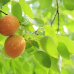 Peach Crop Seriously Damaged by April Frosts