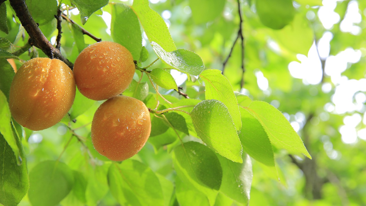 Peach Crop Seriously Damaged by April Frosts