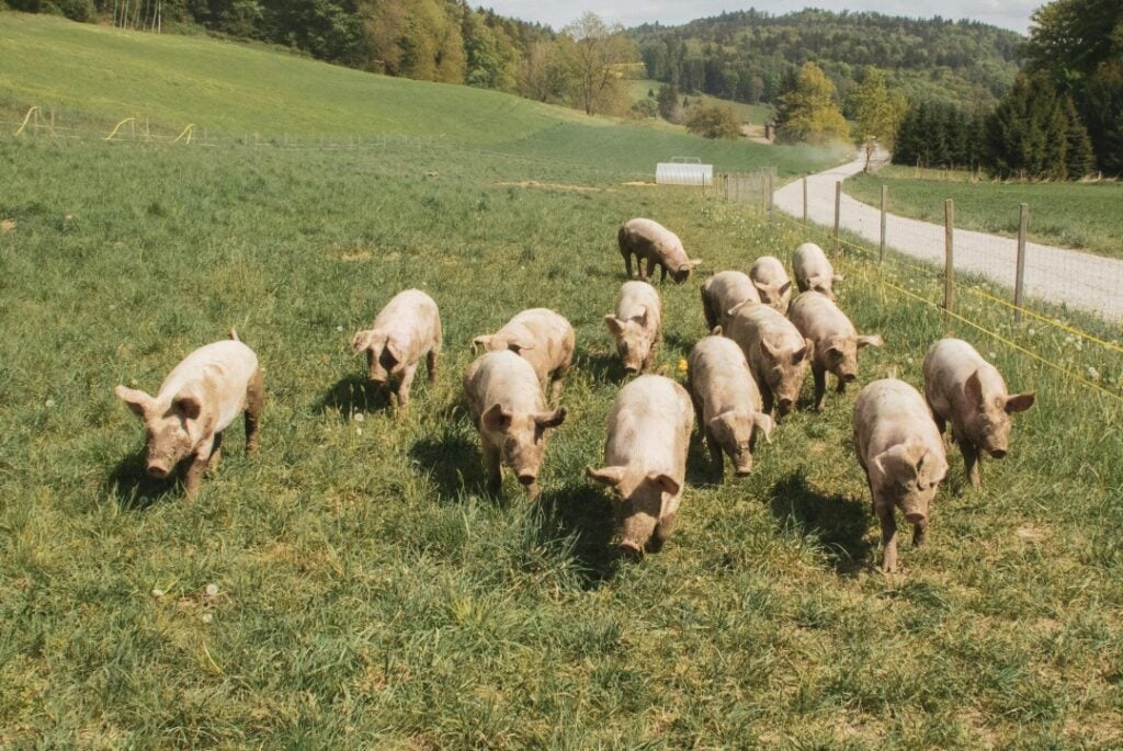 Foot-and-Mouth Disease Is Back and Pigs Are Paying the Price post's picture