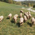 Foot-and-Mouth Disease Is Back and Pigs Are Paying the Price